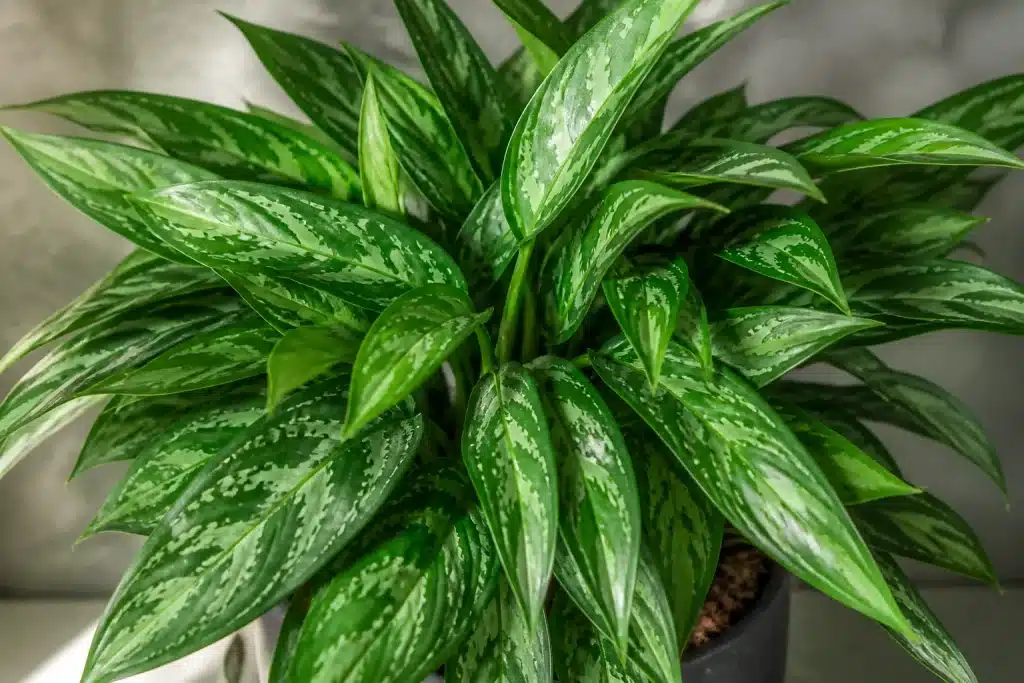 Plante verte aux feuilles denses sans fleurs visibles