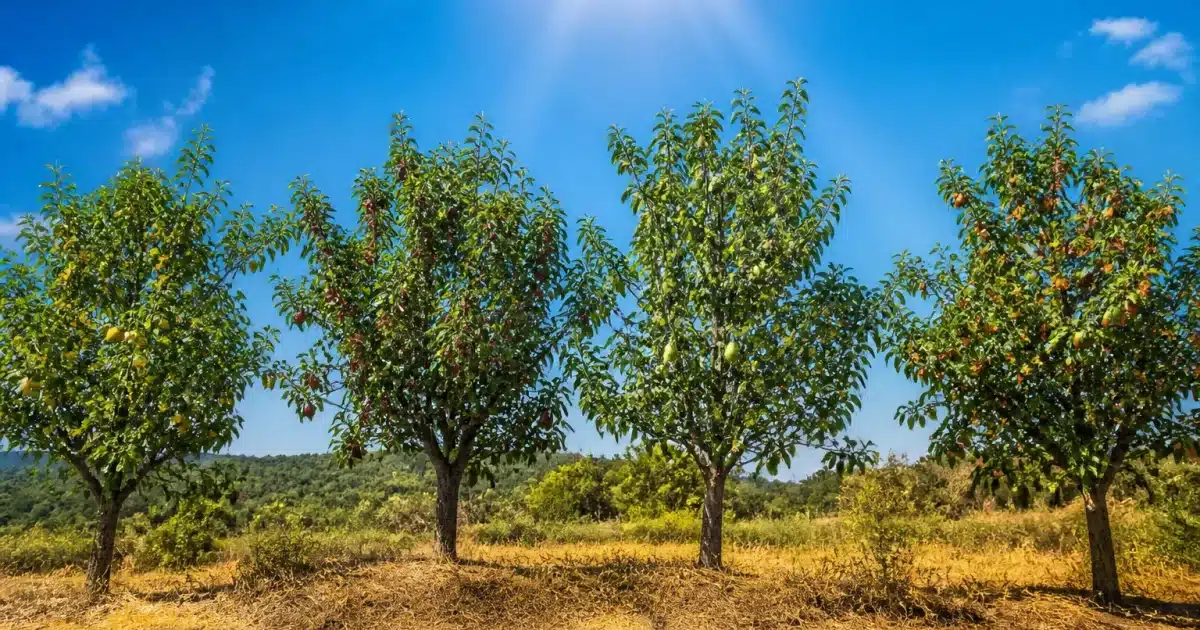Quatre arbres fruitiers dressés sous soleil intense et chaleur extrême