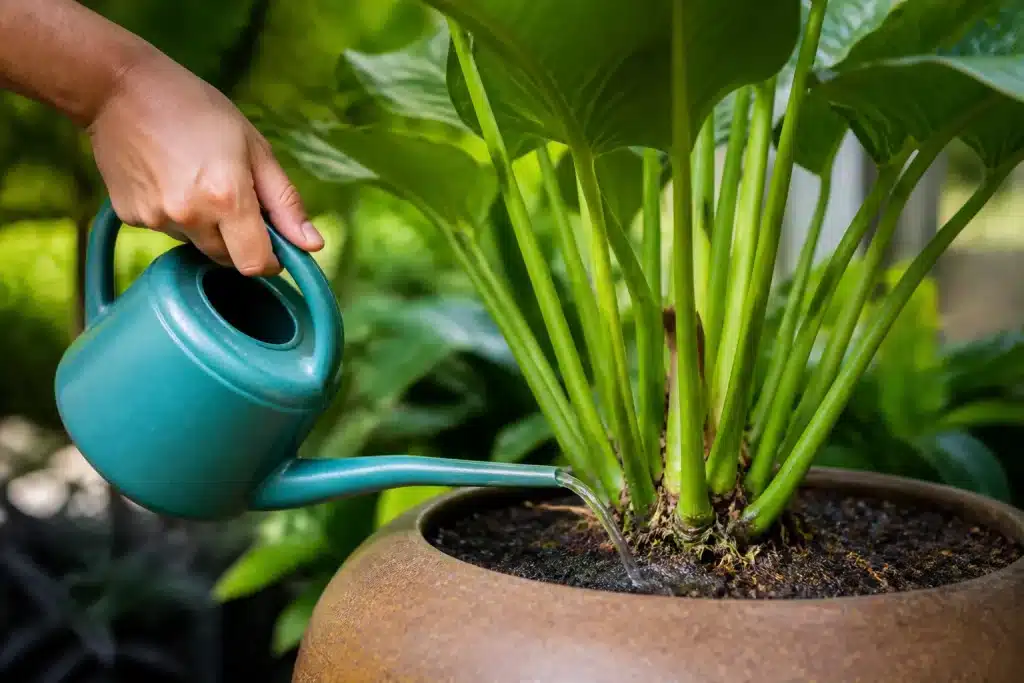 Arrosage matinal au pied plante sans mouiller feuilles vertes