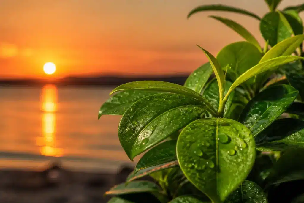 Plante verte avec gouttes d'eau sur feuillage au coucher soleil