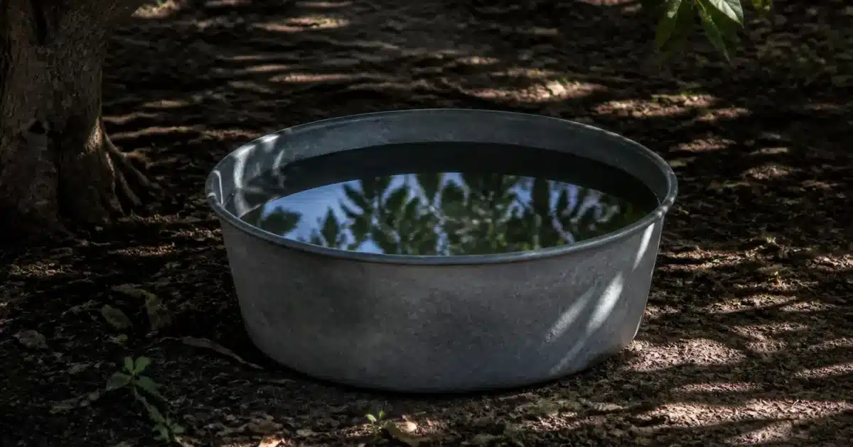 Bassine metallique remplie d'eau posee au sol sous l'ombre des arbres