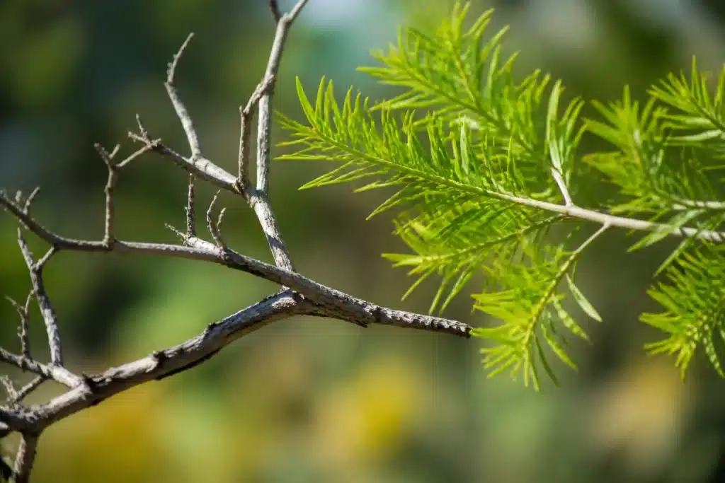 Branche grise craquelée sans feuilles près branche verte souple
