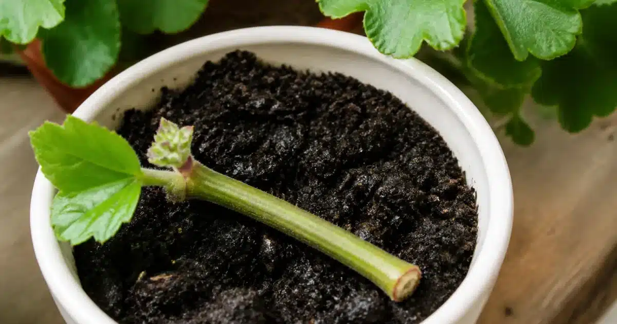 Tige de géranium coupée posée sur terreau humide dans petit pot blanc