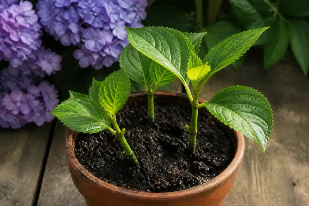 Jeunes tiges d'hortensia prélevées en pot terreau humide