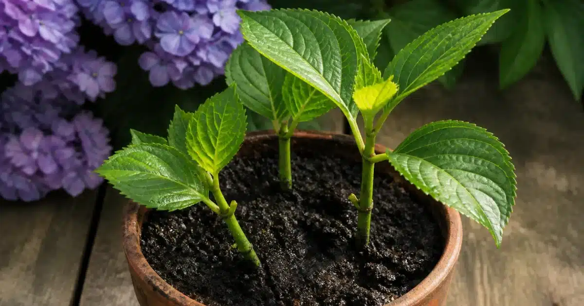 Jeunes tiges d'hortensia prélevées en pot terreau humide