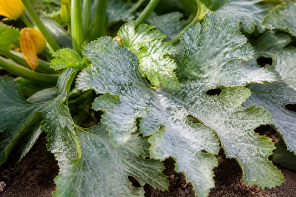 Feuilles de courgette couvertes de poudre blanche sur plant malade