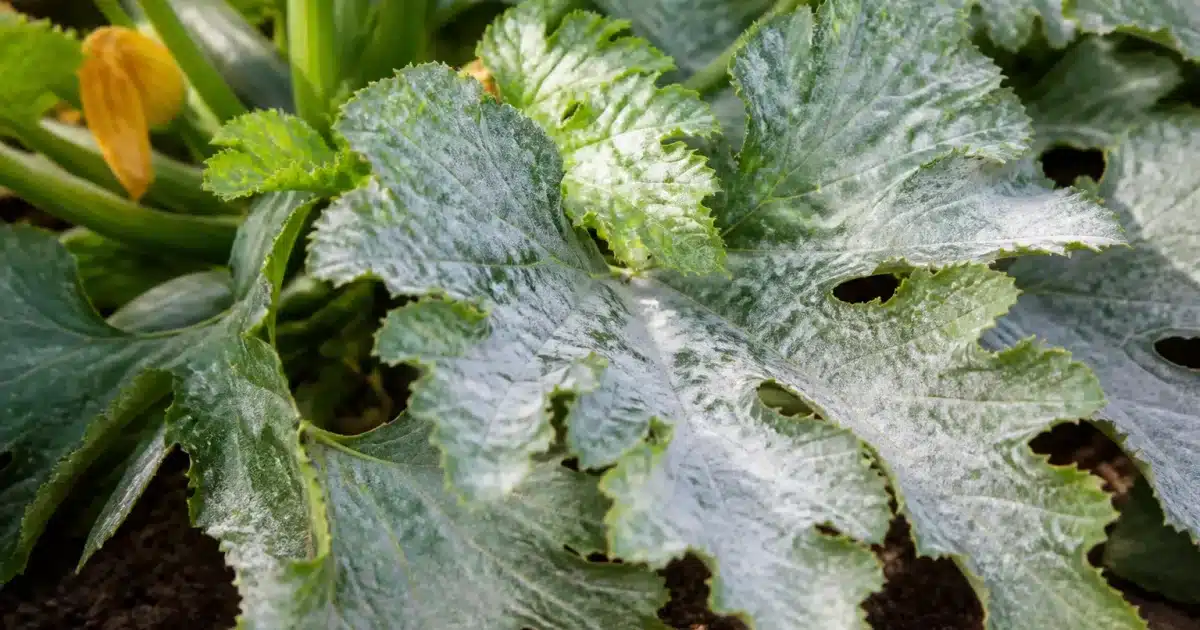 Feuilles de courgette couvertes de poudre blanche sur plant malade
