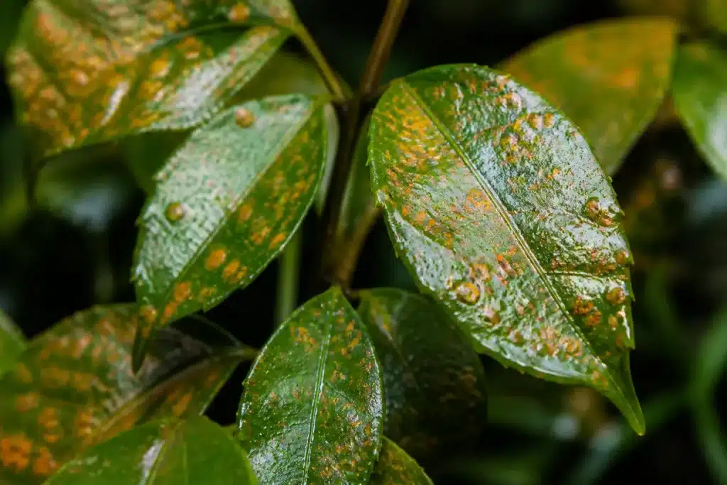 Jeunes feuilles humides couvertes de spores fongiques visibles