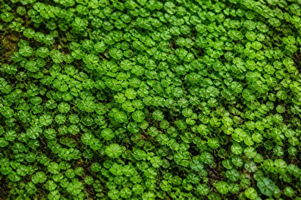 Tapis dense de petites feuilles vertes arrondies au sol
