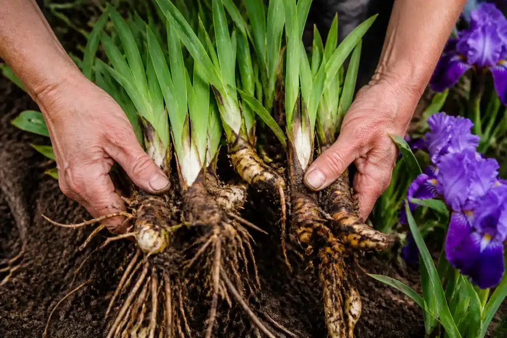 Mains separant rhizomes iris denses fleurs violettes