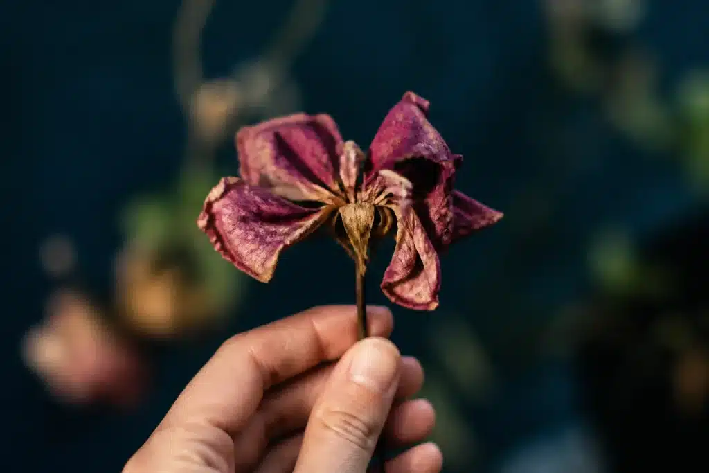Main tenant une fleur aux petales recroquevilles et tombes