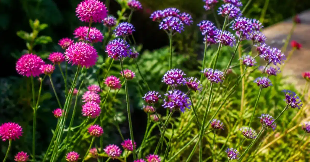 Fleurs roses et violettes dressees sur tiges fines sans arrosage