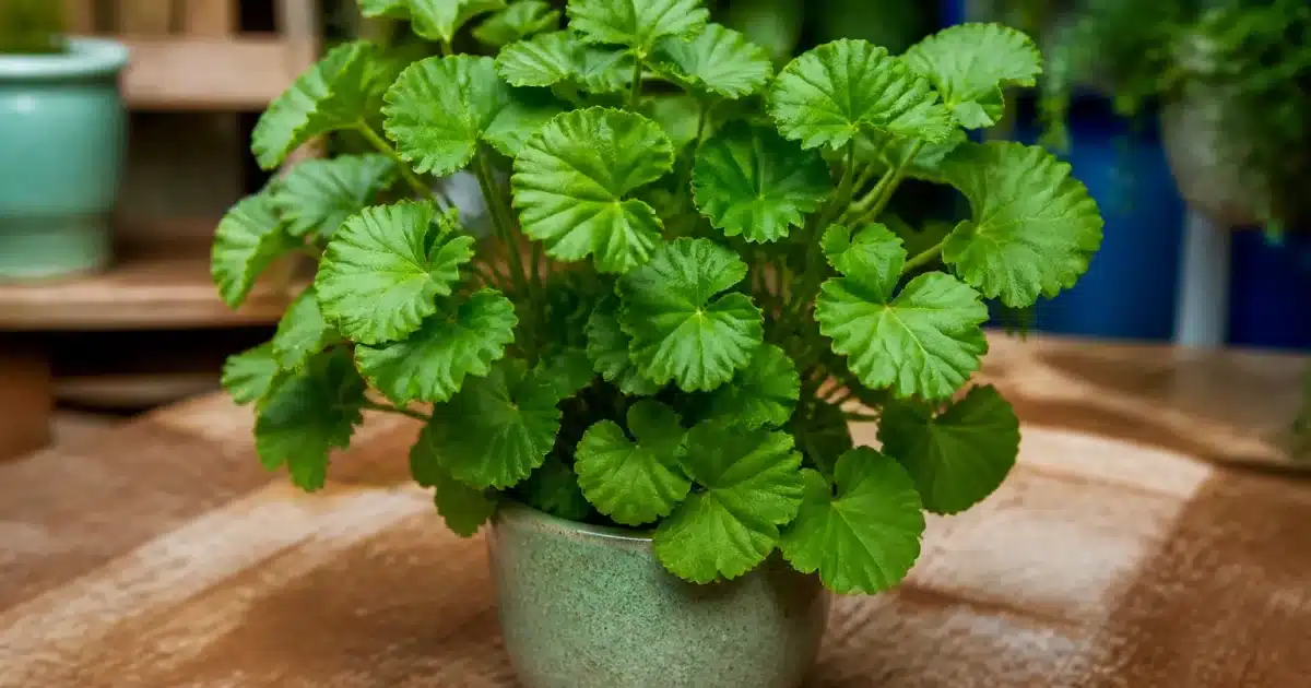 Plante geranium aux feuilles vertes sans fleurs en pot ceramic