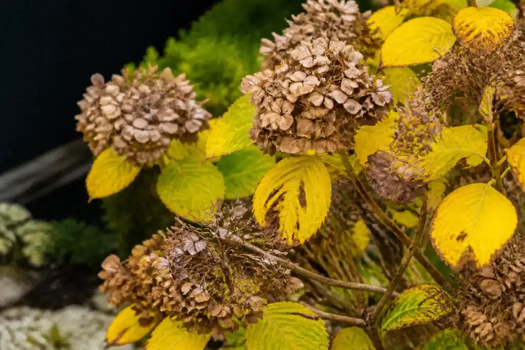 Hortensia aux feuilles jaunes et tiges flétries visibles
