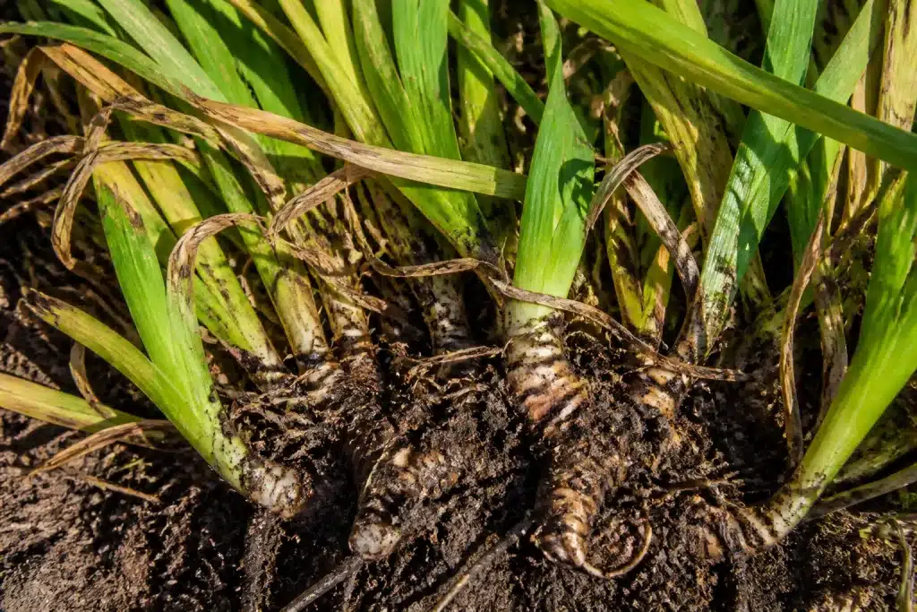 Touffes d'iris densement enchevêtrées avec feuilles jaunissantes et rhizomes pourris