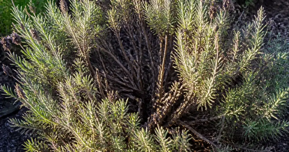 Plant de lavande creuse au centre, tiges nues visibles, feuillage clairseme