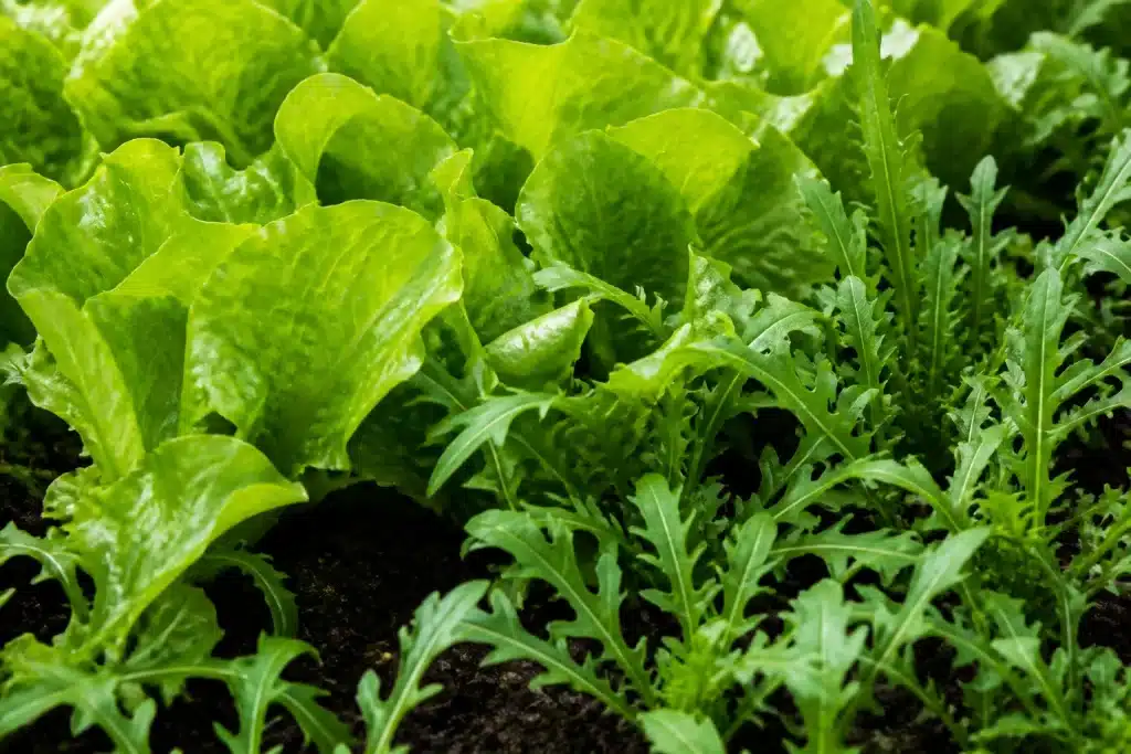 Jeunes plants de laitue et roquette aux feuilles vertes brillantes