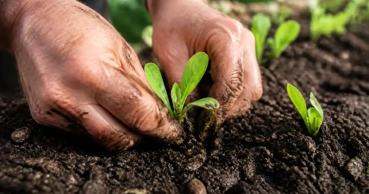 Mains plantant jeunes semis verts dans terreau humide