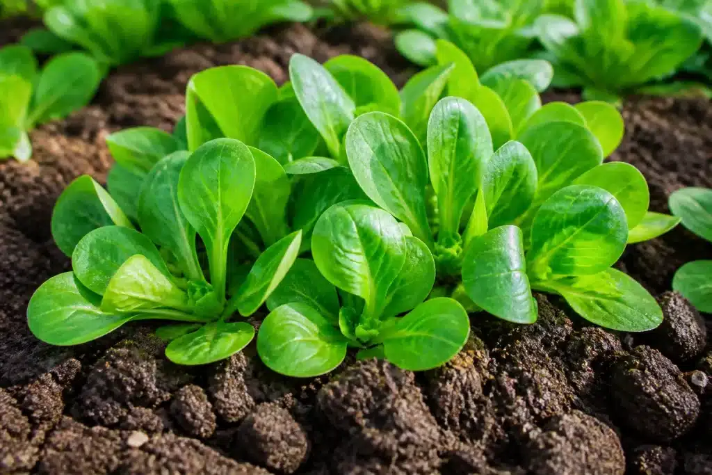 Jeunes plants de mâche verte aux feuilles délicates en hiver