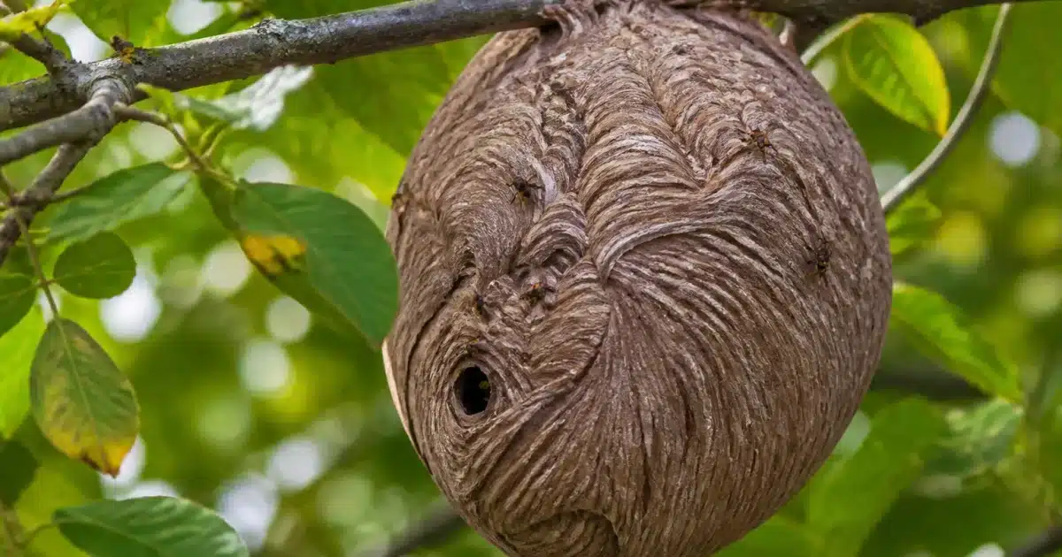 Nid de frelons suspendu à branche d'arbre en gros plan