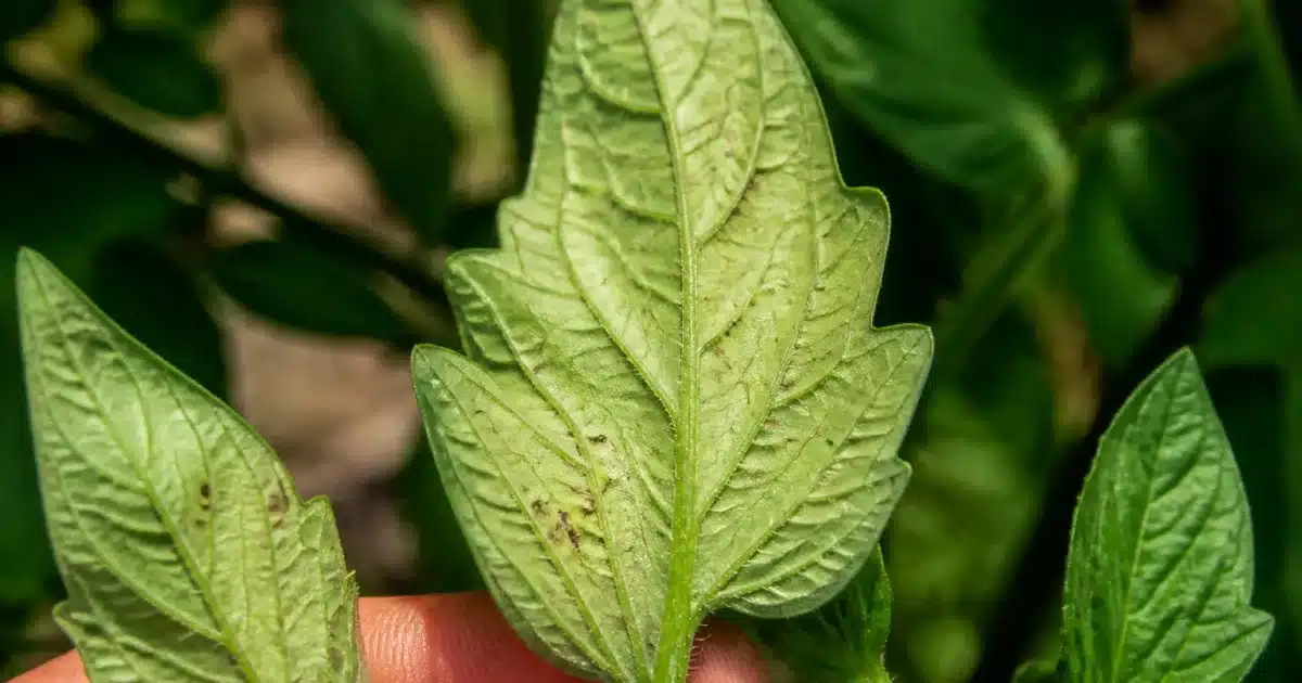 Feuilles tomate vertes montrant dégâts parasitaires dessous surface inférieure