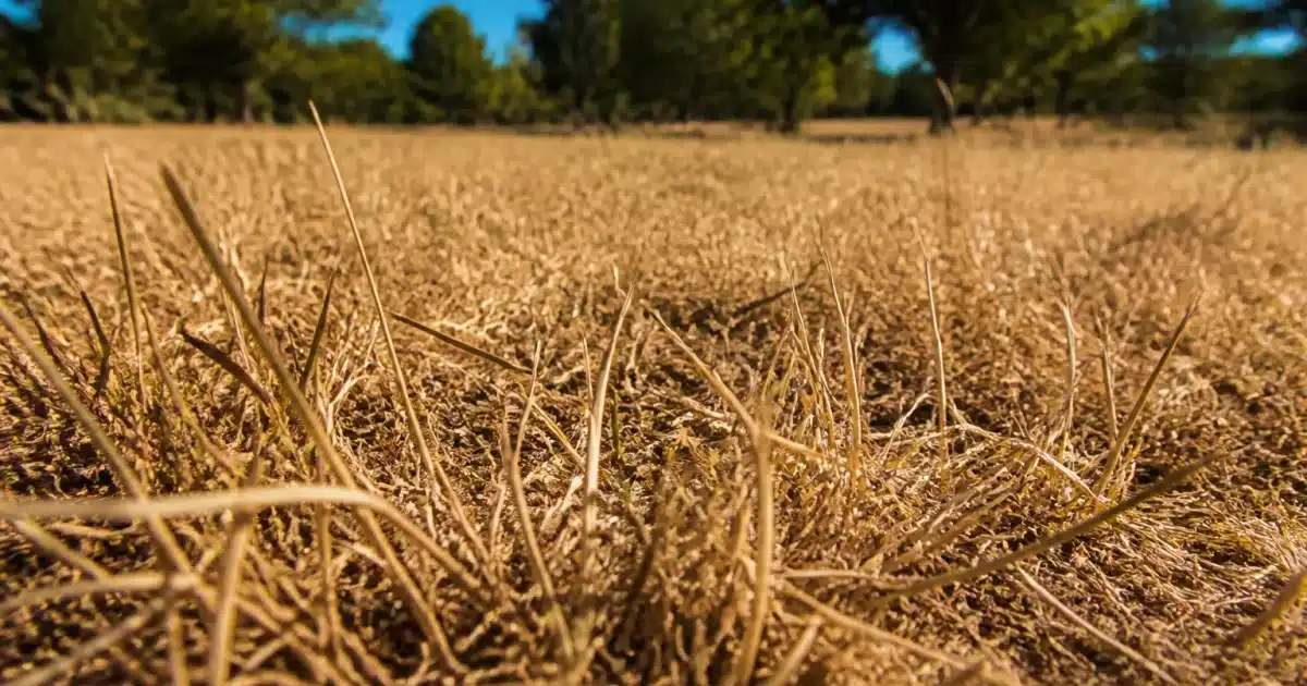 Herbe seche et brunâtre au sol pendant forte chaleur estivale