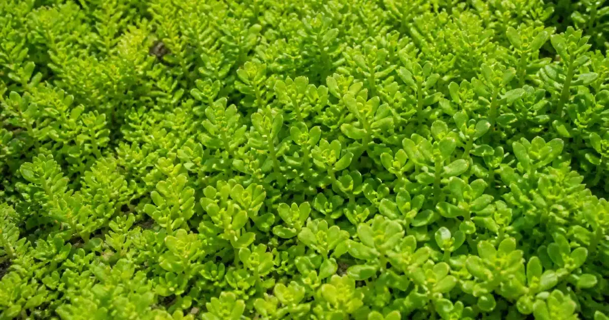 Plante verte dense et compacte couvrant entierement le sol sans arrosage