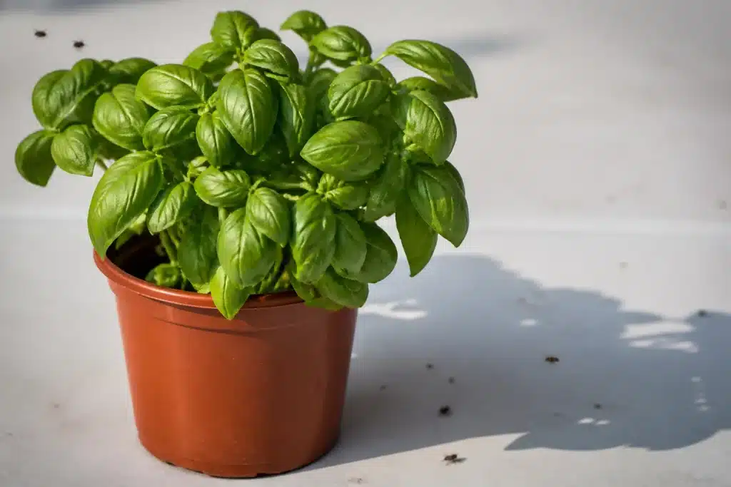 Plante aromatique verte en pot posee sur surface blanche avec insectes