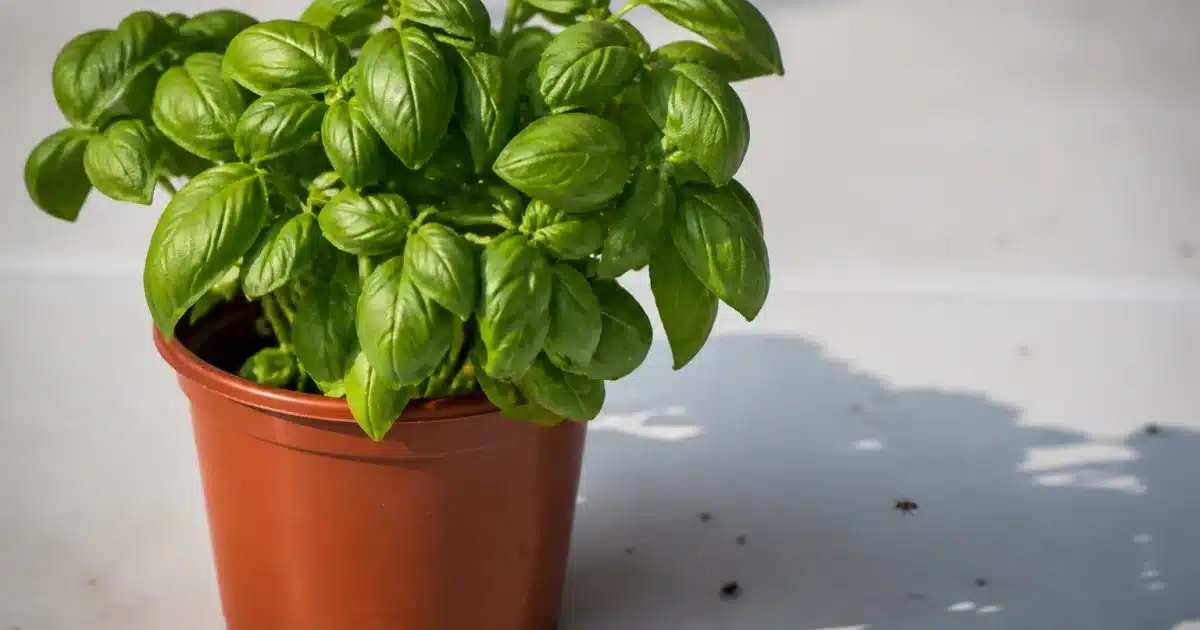 Plante aromatique verte en pot posee sur surface blanche avec insectes