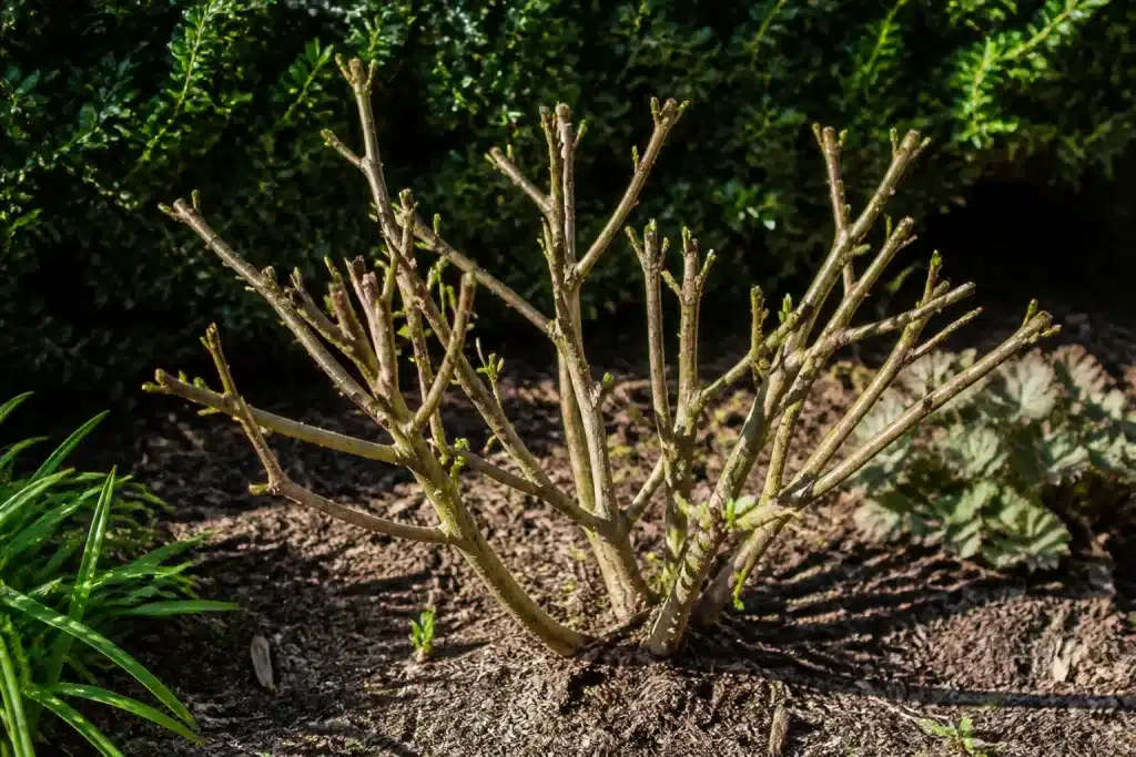 Plante dépouillée de feuilles vertes après taille drastique août