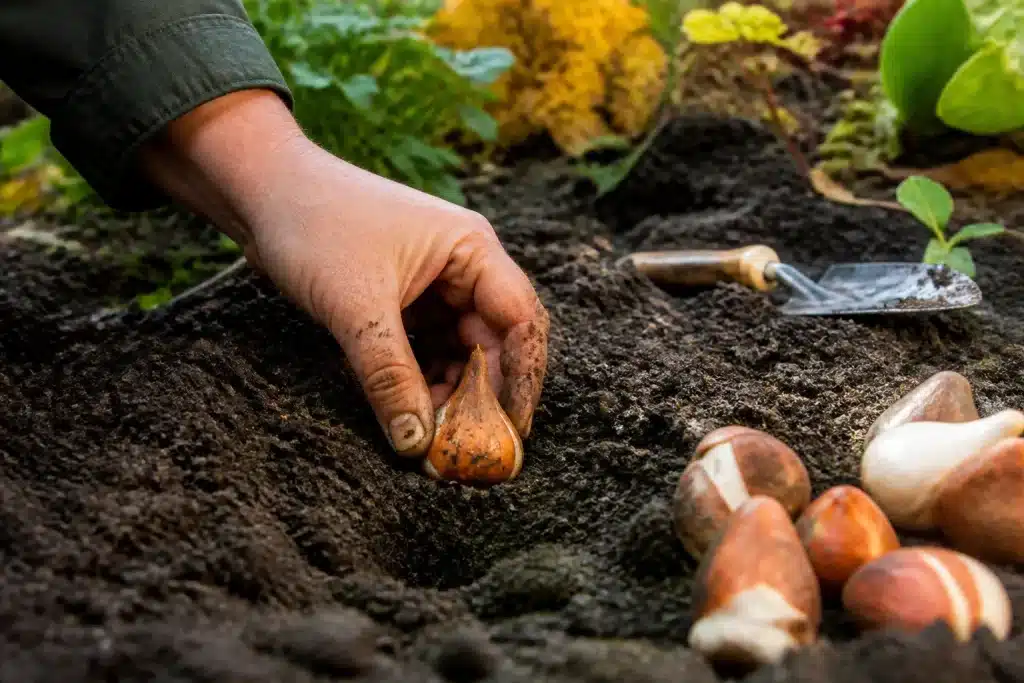 Mains plantant bulbes automne terre humide jardin