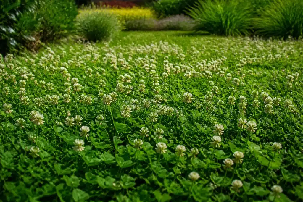 Petit trèfle vert dense remplaçant herbe tondue traditionnelle