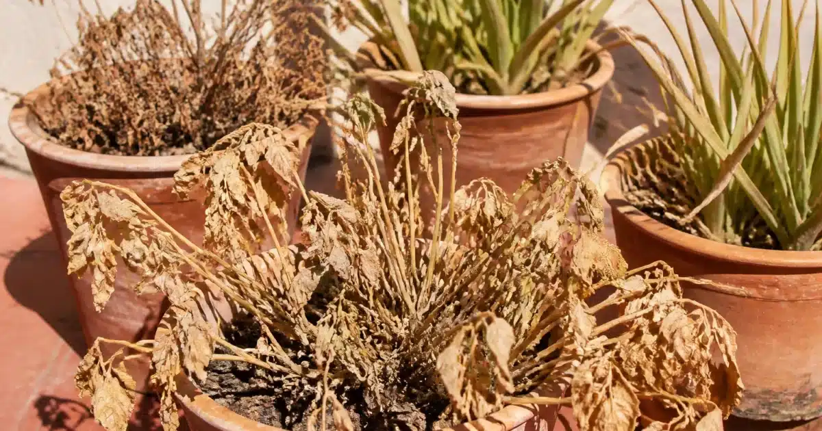 Plantes vertes en pot séchées sous soleil intense et brûlant
