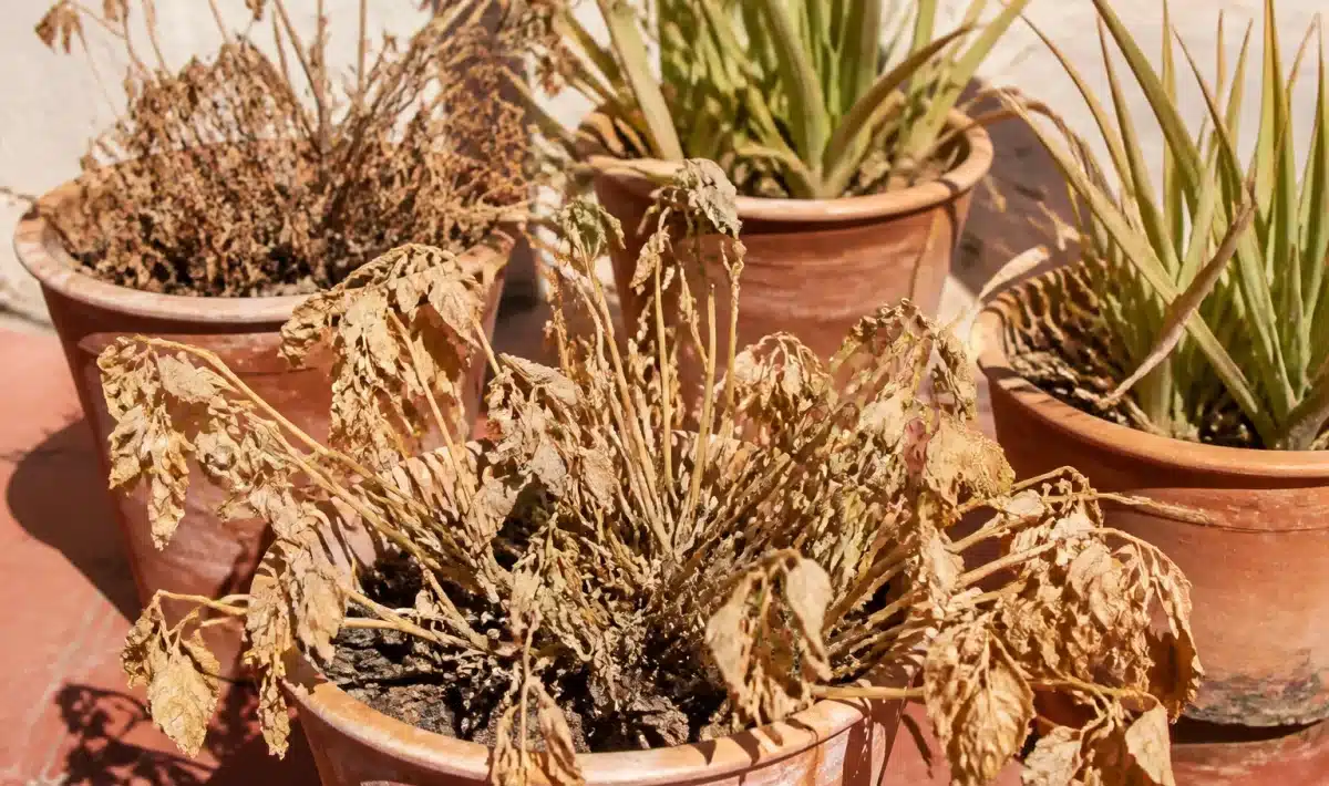Plantes vertes en pot séchées sous soleil intense et brûlant