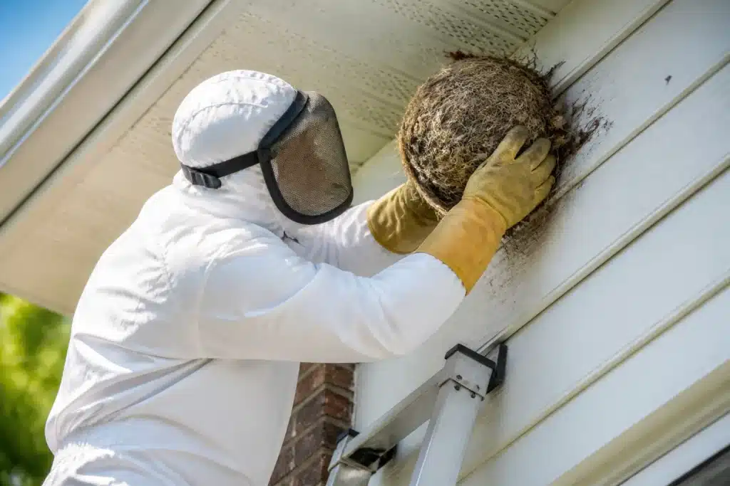 Professionnel enlevant nid d'oiseau maison avec équipement