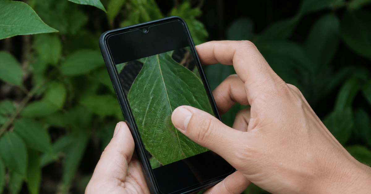 Smartphone affichant feuille verte analysee par camera integree