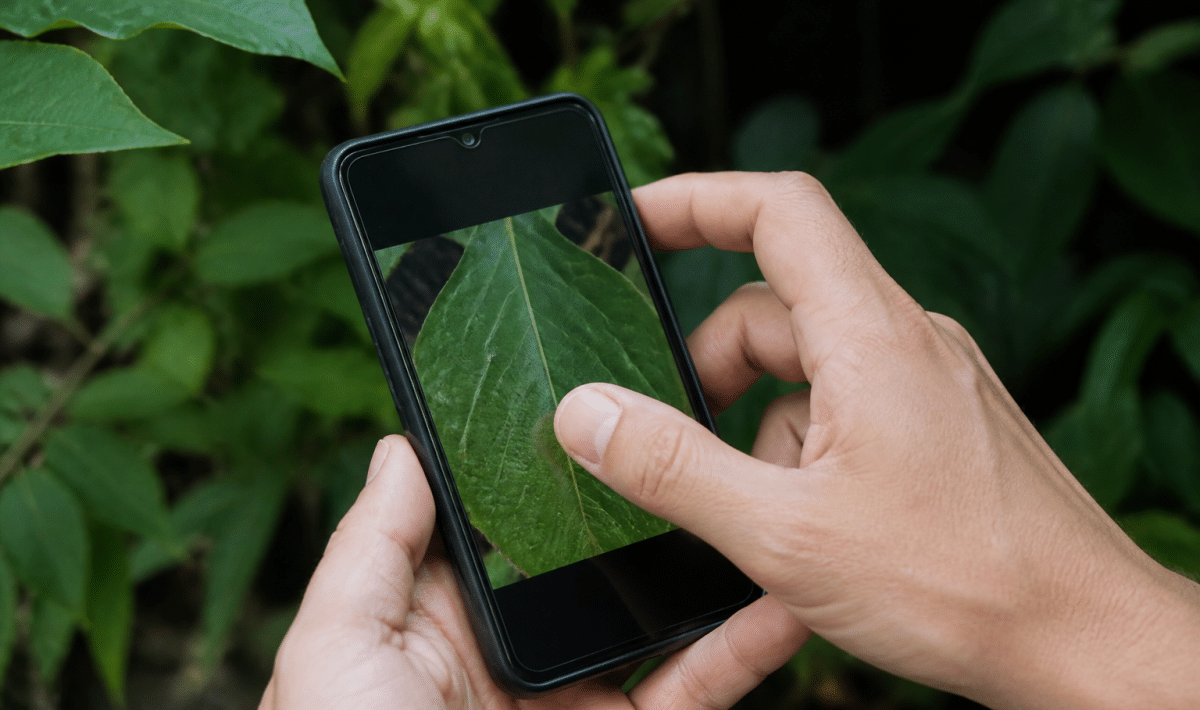 Smartphone affichant feuille verte analysee par camera integree