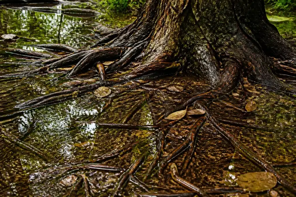 Sol detrempe avec eau stagnante autour des racines visibles