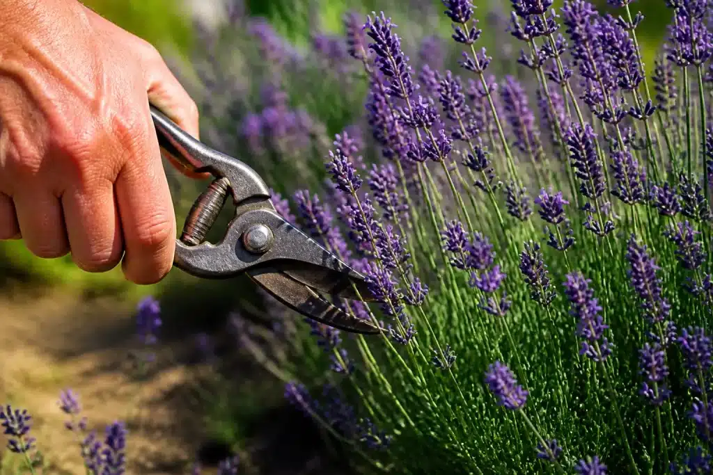 Cisailles élagant des tiges de lavande violette en fleur