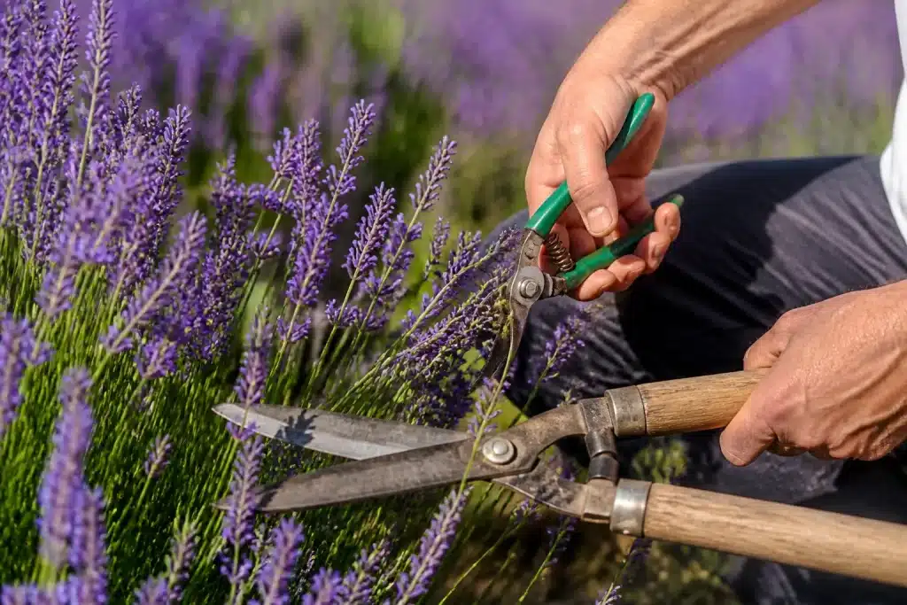Mains tenant sécateur et cisaille près lavande fleurie