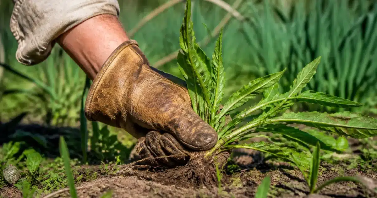 Main gantée tirant une plante au niveau du sol avec technique ancienne