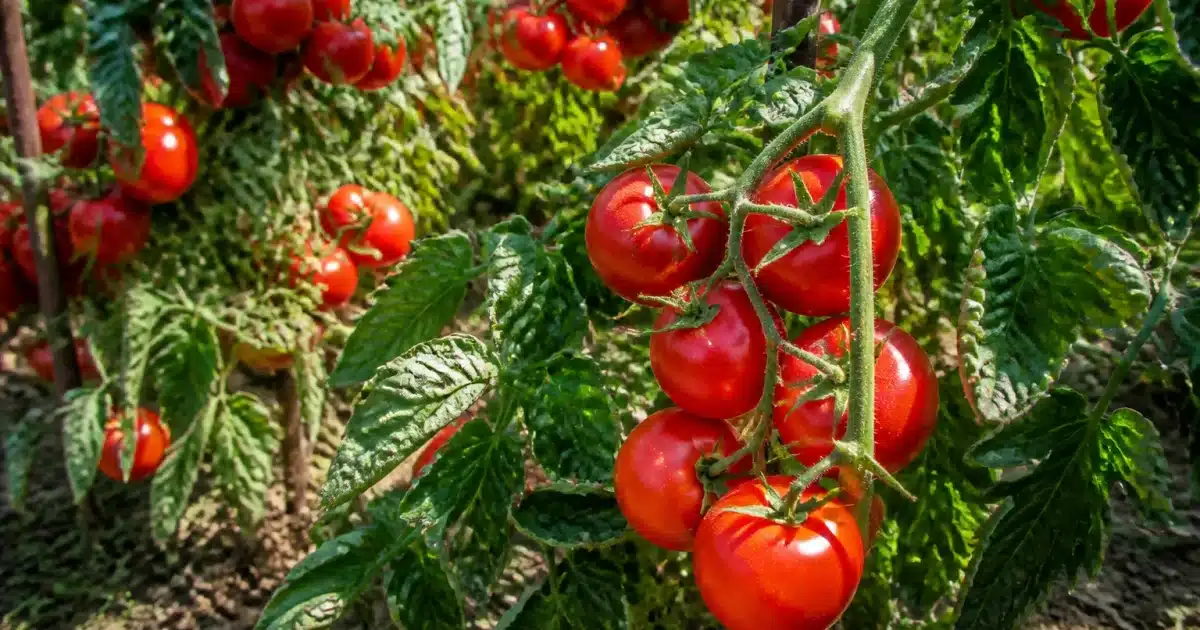 Plants de tomates rouges matures sur pied en plein soleil intense