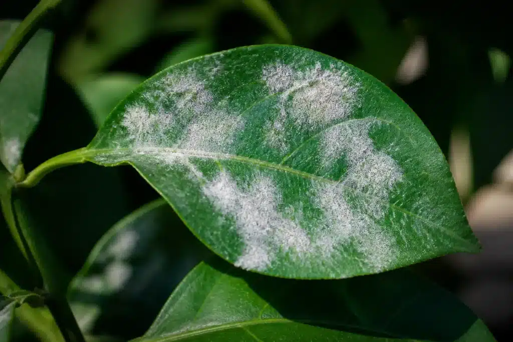 Feuille verte couverte de poudre blanche pulvérisée